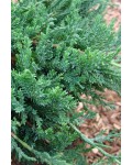 Ялівець горизонтальний Глаука | Можжевельник горизонтальный Глаука | Juniperus horizontalis Glauca